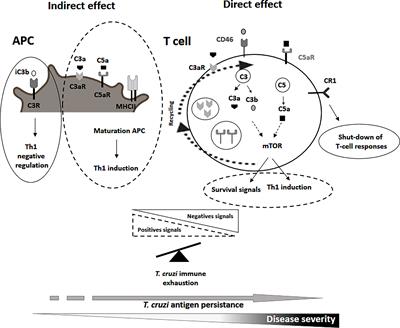 Role of the Complement System in the Modulation of T-Cell Responses in Chronic Chagas Disease